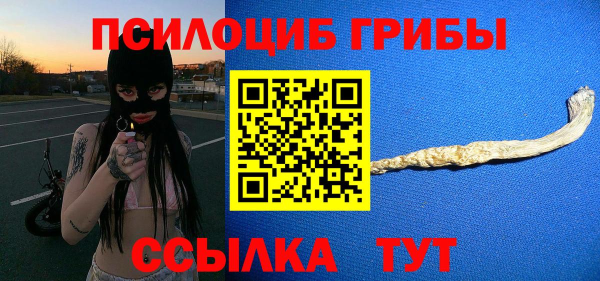 Псилоцибиновые грибы Psilocybe Красноярск